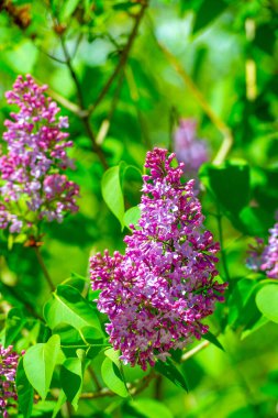 Çiçek açan güzel çiçeklerin yakın plan çekimi