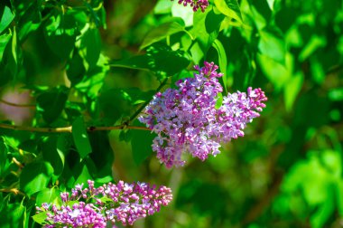 Güzel botanik fotoğrafı, çiçekli duvar kağıdı.