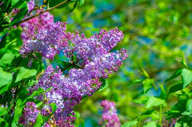 Çiçek açan güzel çiçeklerin yakın plan çekimi