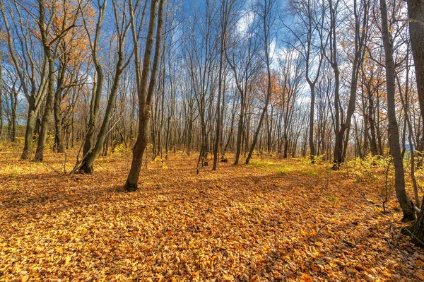 秋の風景写真は 地球のヨーロッパの一部 秋の公園では木々の上に紅葉が鮮やかに揺れる 美しい自然シーンの背景 — ストック写真