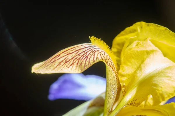 Iris Fleur Lis Fleur Luce Drapeau Fleur Inflorescences Sous Forme — Photo