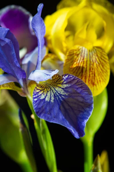 Close Shot Van Mooie Bloeiende Bloemen — Stockfoto