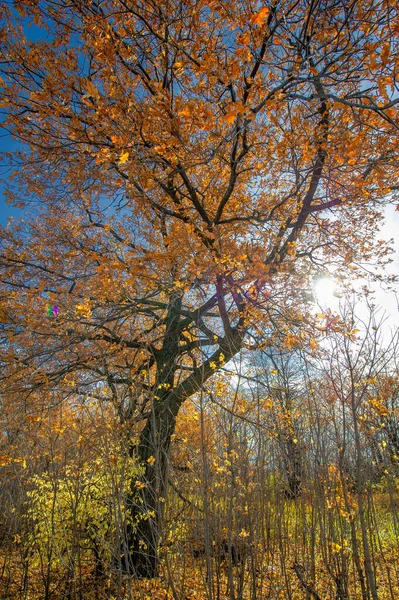 Fotografia Paisagem Outono Parte Europeia Terra Outono Colorido Brilhante Balançando — Fotografia de Stock