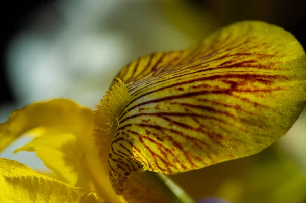 Iris Fleur Lis Fleur Luce Drapeau Fleur Inflorescences Sous Forme — Photo