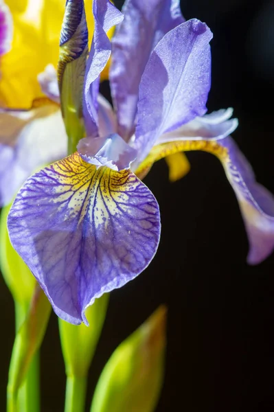 Close Shot Van Mooie Bloeiende Bloemen — Stockfoto