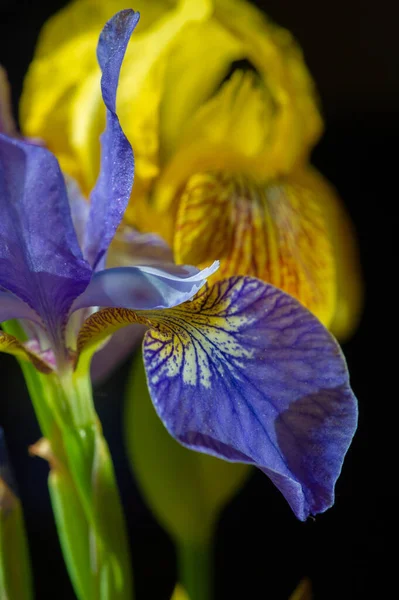 Iris Fleur Lis Blume Luce Fahne Blume Blütenstände Form Eines — Stockfoto