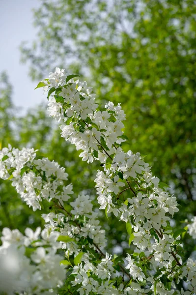 Flores Manzano Los Jardines Están Adornados Con Innumerables Flores Blancas —  Fotos de Stock