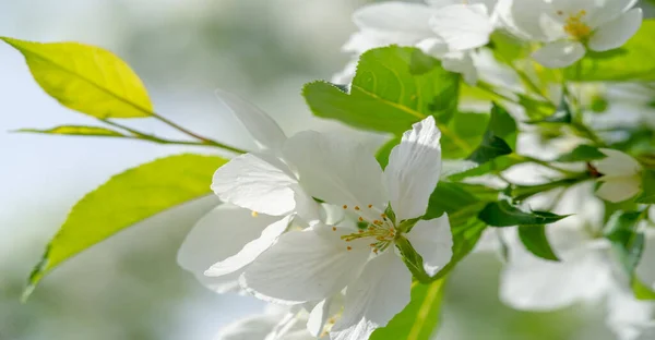 Apple Tree Flowers Gardens Adorned Countless White Pink Flowers Exude — Stock Photo, Image