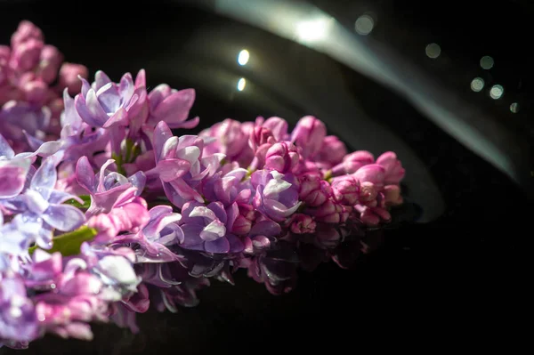 Close Tiro Belas Flores Florescendo — Fotografia de Stock
