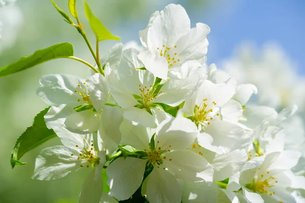 Apple Tree Flowers Gardens Adorned Countless White Pink Flowers Exude — Stock Photo, Image