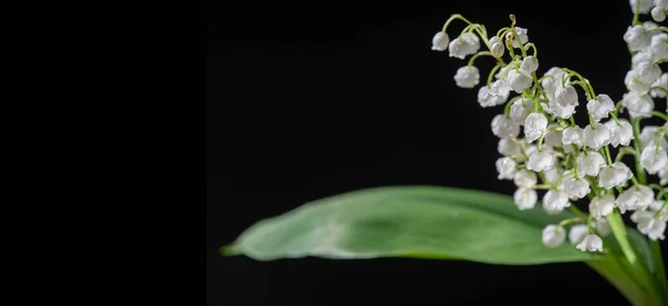 Photos of flowers. Lily of the valley isolated on black background, herb with fragrant white bells. Bright and juicy background of delicate flowers. May lil