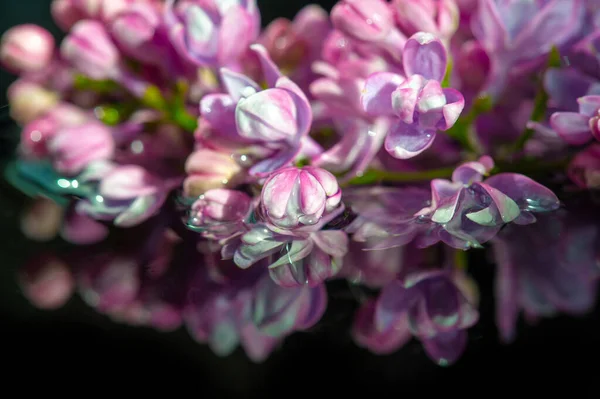 Fotografía Primavera Flores Lila Syringa Vulgaris Lila Común Oleaceae Originaria —  Fotos de Stock