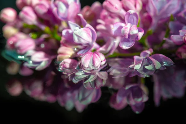 Wiosenna Fotografia Liliowe Kwiaty Strzykawka Pospolita Liliowy Oleaceae Pochodzi Półwyspu — Zdjęcie stockowe