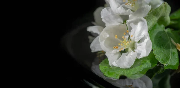 美しい植物撮影 花の花の壁紙 — ストック写真