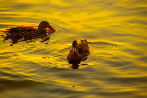 Patos Reais Selvagens Água Luz Pôr Sol — Fotografia de Stock
