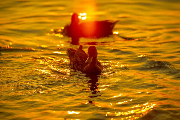 Wilde Wilde Eenden Het Water Bij Zonsondergang Licht — Stockfoto