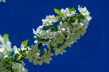 Elma çiçeği binlerce pembe ve beyaz çiçekle gerçekten sarhoş edici bir doğa görüntüsüdür. Her yıl yeniden ortaya çıkan doğanın bir gösterisi..