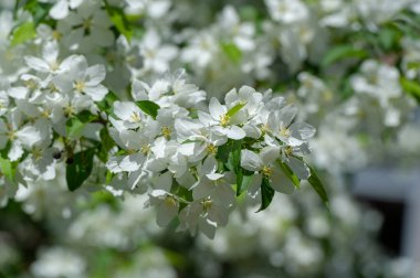 Çiçek açan güzel çiçeklerin yakın plan çekimi