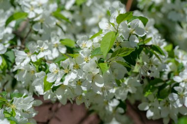 Çiçek açan güzel çiçeklerin yakın plan çekimi
