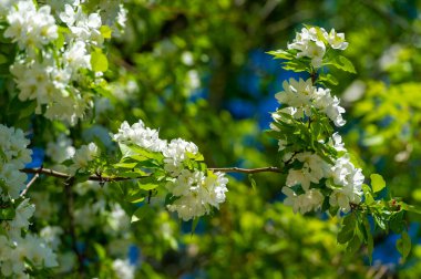 Çiçek açan güzel çiçeklerin yakın plan çekimi