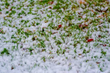 Güzel botanik fotoğrafı, doğal duvar kağıdı.