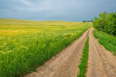 Mısır gevreğinin yaz fotoğrafı, arpa. Kulaklarından sarkan kılları olan sert bir mısır gevreği. Özellikle demleme ve stoklamada kullanılmak üzere yaygın olarak yetiştirilmiştir..