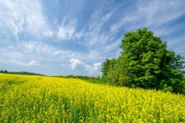 Çiçek açan kolza tohumu alanının manzarası