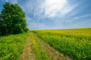 Çiçek açan kolza tohumu alanının manzarası