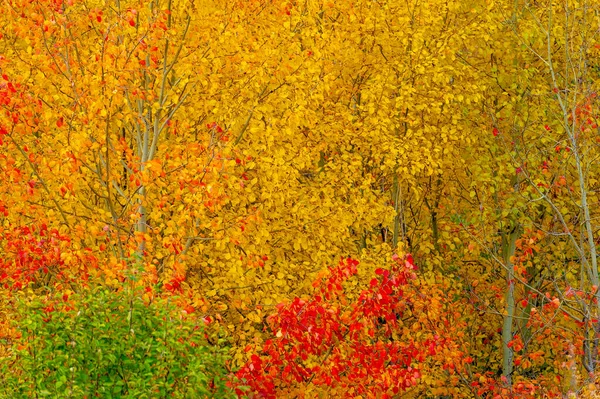 Landschaftsfotografie Herbst Bunte Herbstlandschaft Auf Dem Land Ein Schöner Morgen — Stockfoto