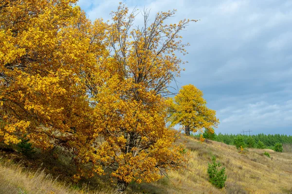 Ландшафтна Фотографія Прекрасний Осінній Пейзаж Барвисте Листя Парку Прекрасне Осіннє — стокове фото