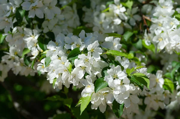 Gros Plan Belles Fleurs Fleurs — Photo