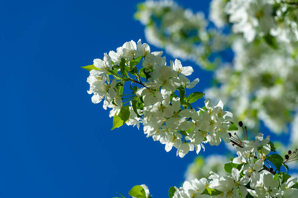 close up shot of beautiful blooming flowers