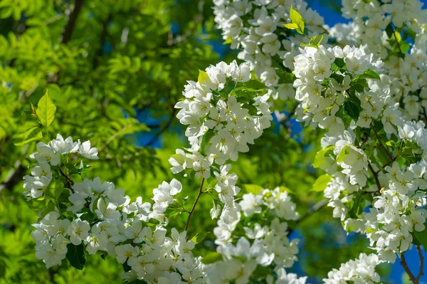 Close Shot Beautiful Blooming Flowers — Stock Photo, Image