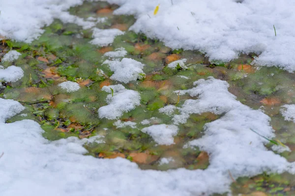 Schöne Botanische Aufnahme Natürliche Tapete — Stockfoto