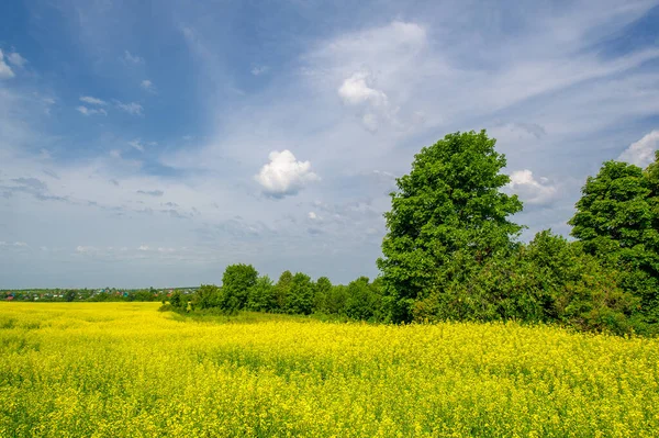 Żółte Pole Rzepak Jest Trzecim Wielkości Źródłem Oleju Roślinnego Drugim — Zdjęcie stockowe