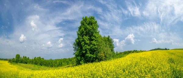 Malowniczy Widok Kwitnące Pole Rzepaku — Zdjęcie stockowe