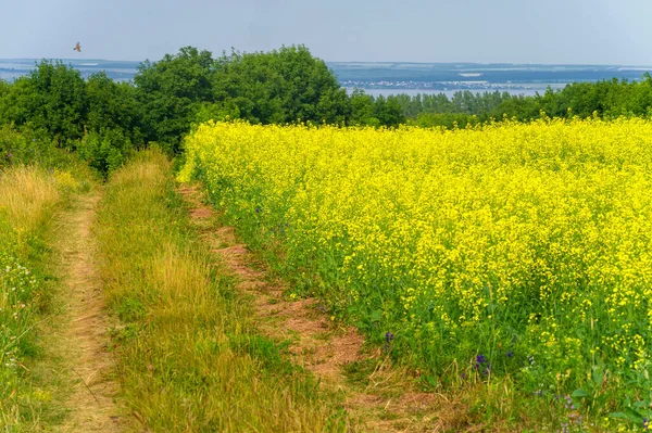Scenic View Blooming Rapeseed Field — Stock Photo, Image