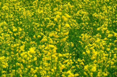 Sarı alan. Kolza tohumu dünyanın en büyük üçüncü sebze yağı kaynağı ve ikinci büyük protein unu kaynağıdır..