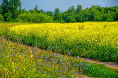 Çiçek açan kolza tohumu alanının manzarası
