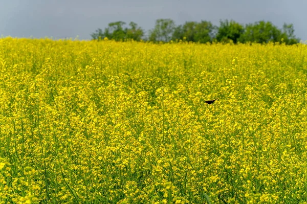 黄色的田野菜籽油是世界上第三大植物油来源和第二大蛋白质面粉来源 — 图库照片
