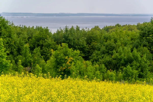 Мальовничий Вид Квітуче Ріпакове Поле — стокове фото