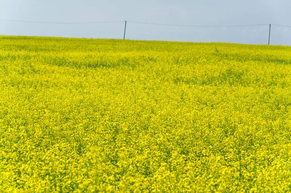 Żółte Pole Rzepak Jest Trzecim Wielkości Źródłem Oleju Roślinnego Drugim — Zdjęcie stockowe