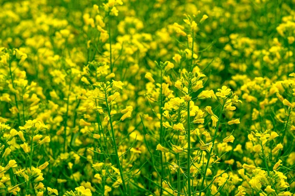 Campo Amarelo Colza Terceira Maior Fonte Óleo Vegetal Segunda Maior — Fotografia de Stock