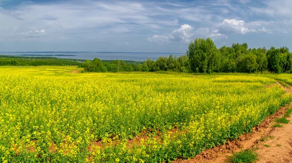 Yellow Field Rapeseed Third Largest Source Vegetable Oil Second Largest — Stock Photo, Image