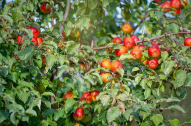 Ağaçta elmalar. Kırmızı elmalı meyve bahçesi, ağaçta renkli kırmızı meyveler, hasat edilmeye hazır.
