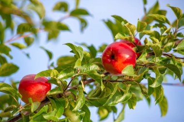 Ağaçta elmalar. Kırmızı elmalı meyve bahçesi, ağaçta renkli kırmızı meyveler, hasat edilmeye hazır.