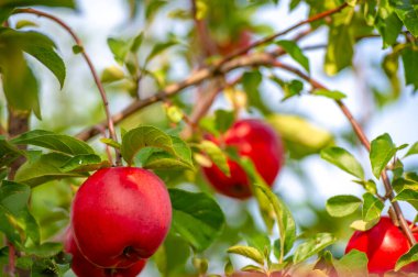 Ağaçta elmalar. Kırmızı elmalı meyve bahçesi, ağaçta renkli kırmızı meyveler, hasat edilmeye hazır.