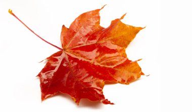 Akçaağaç yapraklı sonbahar çizimi, yaprakların sarı kırmızı turuncu renkleri, beyaz arkaplanda izole edilmiş fotoğraf.