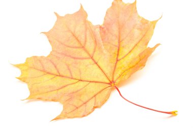 Akçaağaç yapraklı sonbahar çizimi, yaprakların sarı kırmızı turuncu renkleri, beyaz arkaplanda izole edilmiş fotoğraf.