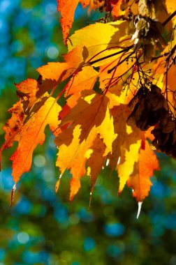 Sonbahar akçaağaç yaprağı. Sancak sonbahar desenli akçaağaç yaprağı doğal arka planda parlak